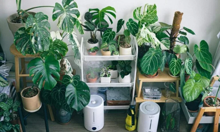 The Most Sustainable Humidifier Brands: Design, Energy, and Lifespan 1 sustainable humidifier brand