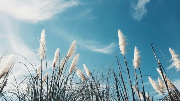 Coway Air Purifier Lifespan